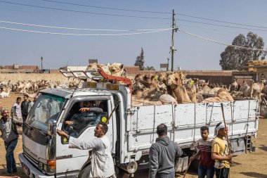 Barqash, Giza, Mısır. 3 Mart 2023. Mısır 'ın Birqash kentindeki çiftlik hayvanları pazarında bir kamyonda deve taşımak..