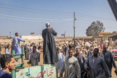 Barqash, Giza, Mısır. 3 Mart 2023. Mısır 'ın Birqash kentindeki deve pazarında kalabalığa seslenen adam.