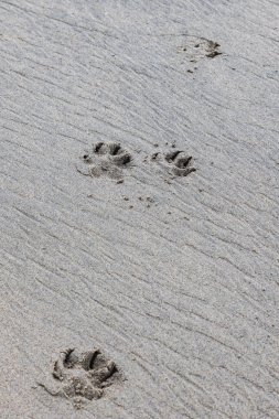 Kuzey Amerika, ABD, Washington Eyaleti, Long Beach. Okyanusun kumsalında köpek ayak izleri..