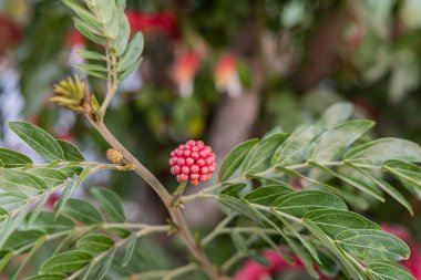 Panajachel, Solola, Guatemala. Kırmızı pudralı Bud, Calliandra hematocephala..