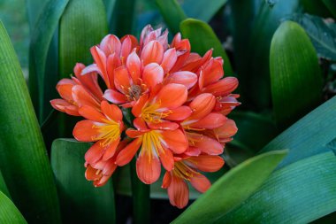 Panajachel, Solola, Guatemala. Natal Lily 'nin Çiçeği, Bush Zambağı olarak da bilinir, Clivia Minyatürü..
