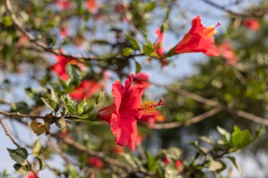 Santiago Atitlan, Solola, Guatemala. Red hibiscus flowers on a bush. clipart