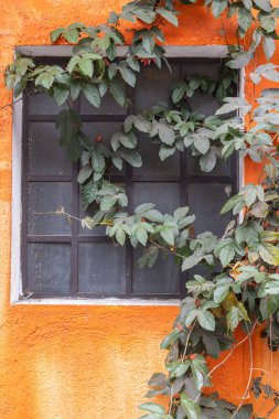 Santiago Atitlan, Solola, Guatemala. Buzlu pencerenin üzerinde büyüyen yeşil sarmaşık.