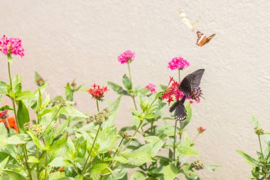 Panajachel, Solola, Guatemala. Butterfly on wild flowers in Guatemala. clipart