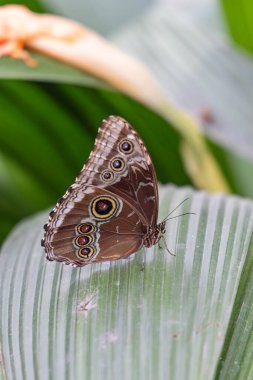 Panajachel, Solola, Guatemala. Guatemala 'daki bitkiler üzerinde kelebek.