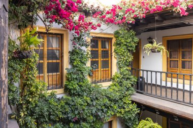 Antigua Guatemala, Sacatepequez, Guatemala. 8 Mart 2024. Antigua Guatemala 'da bir avluda çiçek açan asmalar.