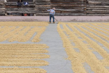 Ciudad Vieja, Antigua Guatemala, Sacatepequez, Guatemala. 11 Mart 2024. Antigua Guatemala 'da kahve çekirdeklerini kurutan bir işçi..