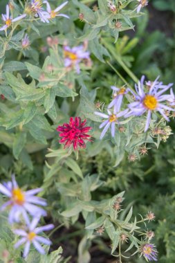 Mount Rainier National Park, Washington, United States. Magenta Paintbrush and Purple Cascade Aster wildflowers in an alpine meadow in Mount Rainier National Park. clipart