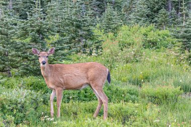 Mount Rainier National Park, Washington, United States. Black Tailed Deer in a meadow near Paradise in Mount Rainer National Park. clipart