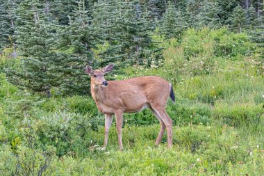 Mount Rainier Ulusal Parkı, Washington, ABD. Rainer Dağı Ulusal Parkı 'ndaki Cennet' in yakınındaki bir çayırda Siyah Kuyruklu Geyik.