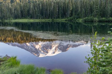 Mount Rainier National Park, Washington, United States. Late afternoon view of Mount Rainier's reflection in the Paradise area of Mount Rainier National Park. clipart