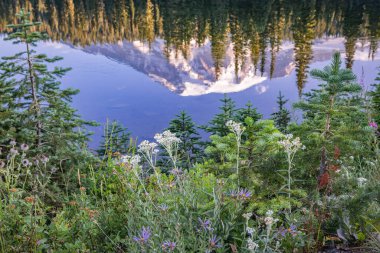 Mount Rainier National Park, Washington, United States. Late afternoon view of Mount Rainier's reflection in the Paradise area of Mount Rainier National Park. clipart