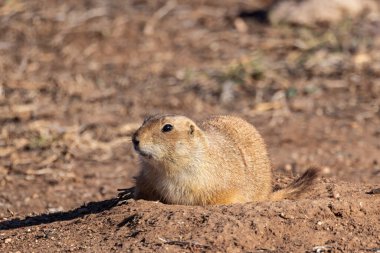 Caprock Canyons Eyalet Parkı, Quitaque, Teksas, ABD. Teksas kırsalının çorak topraklarında çayır köpeği.