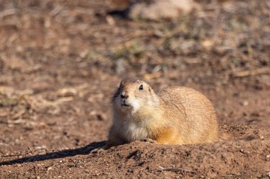 Caprock Canyons Eyalet Parkı, Quitaque, Teksas, ABD. Teksas kırsalının çorak topraklarında çayır köpeği.