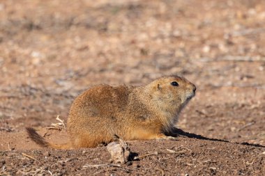 Caprock Canyons Eyalet Parkı, Quitaque, Teksas, ABD. Teksas kırsalının çorak topraklarında çayır köpeği.