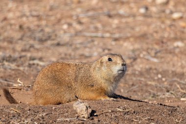 Caprock Canyons Eyalet Parkı, Quitaque, Teksas, ABD. Teksas kırsalının çorak topraklarında çayır köpeği.