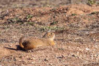 Caprock Canyons Eyalet Parkı, Quitaque, Teksas, ABD. Teksas kırsalının çorak topraklarında çayır köpeği.