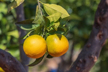 Berat, Arnavutluk. Ağaçta yetişen taze portakallar..