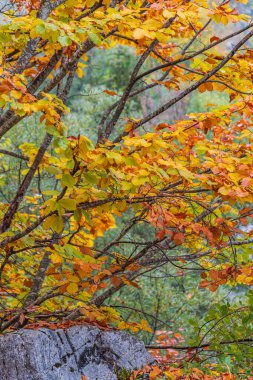 Valbona, Tropoje, Kukes, Arnavutluk. Valbona Vadisi Ulusal Parkı 'nda sonbahar renkleri.