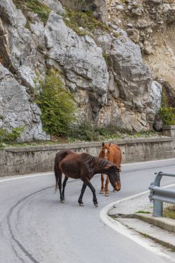 Shoshon, Tropoje, Kukes, Arnavutluk. Arnavutluk 'ta bir dağ yolunda iki at.