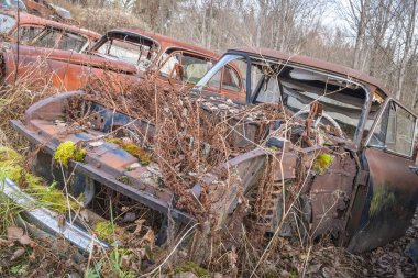 Piçler, Varmland, İsveç. 3 Kasım 2024. Bastnas Araba Mezarlığı 'ndaki hurda bir arabada yabani otlar büyüyor..