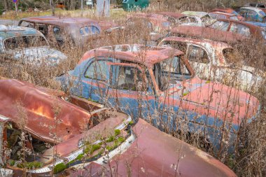 Piçler, Varmland, İsveç. 3 Kasım 2024. Bastnas Araba Mezarlığı 'ndaki hurda bir arabada yabani otlar büyüyor..