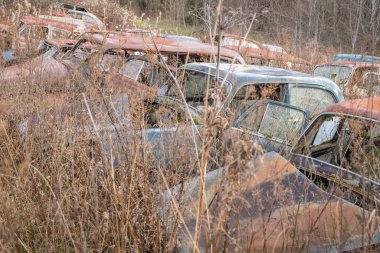 Piçler, Varmland, İsveç. 3 Kasım 2024. Bastnas Araba Mezarlığı 'ndaki hurda bir arabada yabani otlar büyüyor..