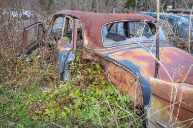 Piçler, Varmland, İsveç. 3 Kasım 2024. Bastnas Araba Mezarlığı 'ndaki hurda bir arabada yabani otlar büyüyor..