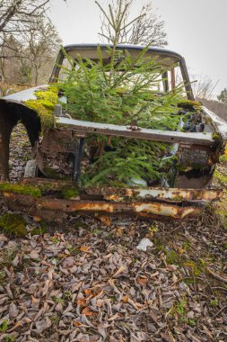 Piçler, Varmland, İsveç. 3 Kasım 2024. Bastnas Araba Mezarlığı 'ndaki hurda bir arabanın içinde büyüyen Evergreen ağacı..