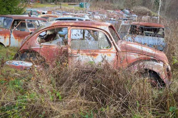 Piçler, Varmland, İsveç. 3 Kasım 2024. Bastnas Araba Mezarlığı 'nda hurda Volkswagen Böceği.