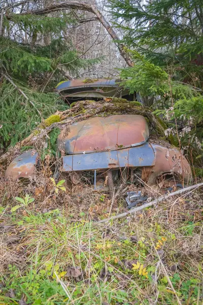 Piçler, Varmland, İsveç. 3 Kasım 2024. Bastnas araba mezarlığındaki bir ormanda hurda arabalar..