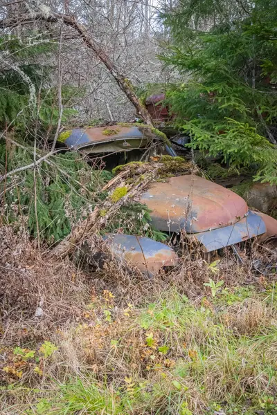 Piçler, Varmland, İsveç. 3 Kasım 2024. Bastnas araba mezarlığındaki bir ormanda hurda arabalar..