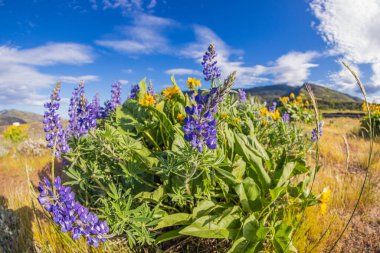 Tom McCall Preserve, The Dalles, Columbia River Gorge, Oregon. Columbia Vadisi 'nde bahar zamanı Lupineler ve Ok Yaprağı Balsamroot çiçekleri açar..