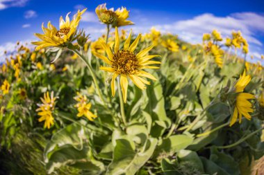 Tom McCall Preserve, The Dalles, Columbia River Gorge, Oregon. Columbia Vadisi 'nde bahar mevsimi Arrowleaf Balsamroot çiçekleri açıyor..