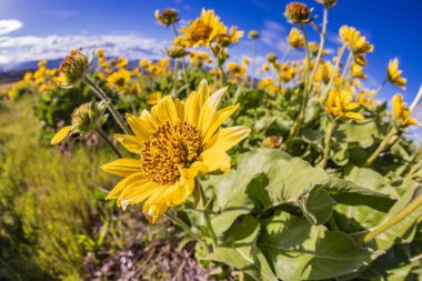 Tom McCall Preserve, The Dalles, Columbia River Gorge, Oregon. Columbia Vadisi 'nde bahar mevsimi Arrowleaf Balsamroot çiçekleri açıyor..