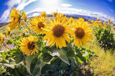 Tom McCall Preserve, The Dalles, Columbia River Gorge, Oregon. Columbia Vadisi 'nde bahar mevsimi Arrowleaf Balsamroot çiçekleri açıyor..