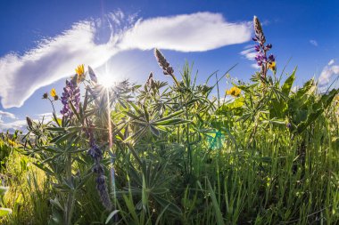 Tom McCall Preserve, The Dalles, Columbia River Gorge, Oregon. Columbia Vadisi 'nde bahar mevsimi Lupine çiçekleri açıyor..