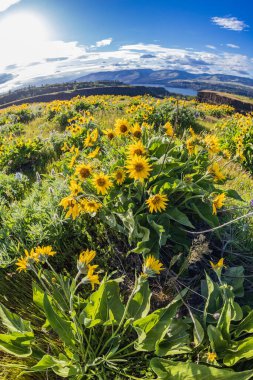 Tom McCall Preserve, The Dalles, Columbia River Gorge, Oregon. Columbia Vadisi 'nde bahar mevsimi Arrowleaf Balsamroot çiçekleri açıyor..