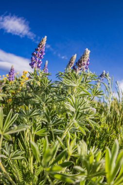 Tom McCall Preserve, The Dalles, Columbia River Gorge, Oregon. Columbia Vadisi 'nde bahar mevsimi Lupine çiçekleri açıyor..