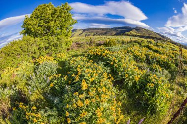 Tom McCall Preserve, The Dalles, Columbia River Gorge, Oregon. Columbia Vadisi 'nde bahar mevsimi Arrowleaf Balsamroot çiçekleri açıyor..