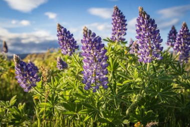 Tom McCall Preserve, The Dalles, Columbia River Gorge, Oregon. Columbia Vadisi 'nde bahar mevsimi Lupine çiçekleri açıyor..
