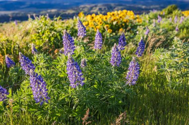 Tom McCall Preserve, The Dalles, Columbia River Gorge, Oregon. Columbia Vadisi 'nde bahar zamanı Lupineler ve Ok Yaprağı Balsamroot çiçekleri açar..