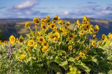 Tom McCall Preserve, The Dalles, Columbia River Gorge, Oregon. Columbia Vadisi 'nde bahar mevsimi Arrowleaf Balsamroot çiçekleri açıyor..