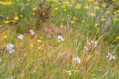 Tom McCall Preserve, The Dalles, Columbia River Gorge, Oregon. Columbia Vadisi 'nde, istilacı bir bitki olan çizgili sincap çiçekleri baharda açar..