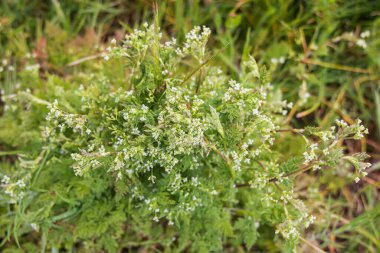 Tom McCall Preserve, The Dalles, Columbia River Gorge, Oregon. Columbia Vadisi 'nde bahar zamanı kır çiçekleri açar..