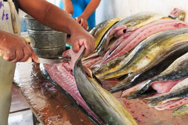 Meksika, Nayarit Eyaleti, Bucerias. Balık pazarında taze sarı yüzgeçli ton balığı fileto ediliyor..