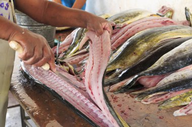Meksika, Nayarit Eyaleti, Bucerias. Balık pazarında taze sarı yüzgeçli ton balığı fileto ediliyor..