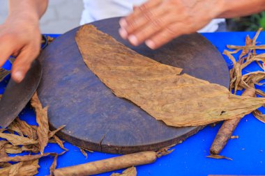 Meksika, Nayarit State, Sayulita. Purolara elle sarılan tütün..