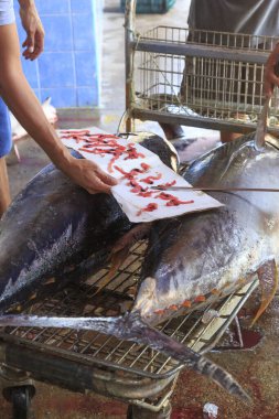 Taze yakalanmış ton balığının içinde parazit solucanlar bulundu. Meksika, Nayarit Eyaleti, Bucerias.