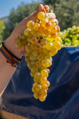 Kavadarci, Tikves, Kuzey Makedonya. Şarap yapmak için taze üzüm getiriliyor..